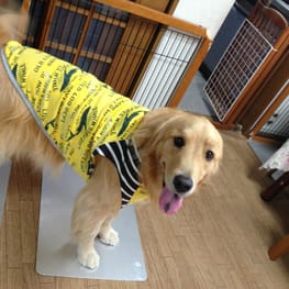 ベーシックラグランTシャツ｜犬服無料型紙・作り方通販 milla milla