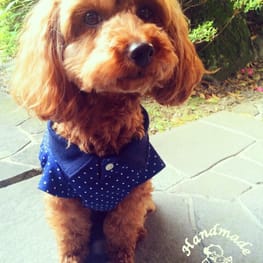 パコさんの作品