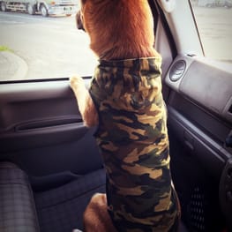 小悪魔さんの作品