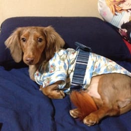 ゴン助さんの作品