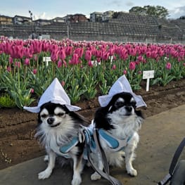 すずらんさんの作品