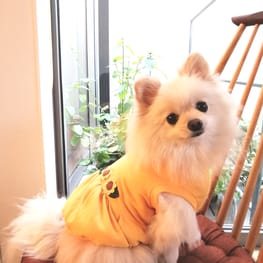 にこママさんのバックオープンベスト作品 / 愛犬のための犬服の