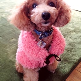 ちゃちゃさんの作品