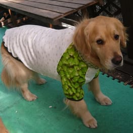 メグやんさんの作品