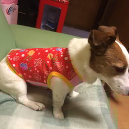 Peanutsさんの作品