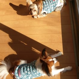 ビビティーさんの作品