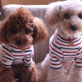 アルパカのままさんの作品