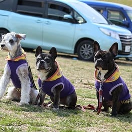 ちびっこさんの作品