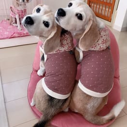 こたさんの作品