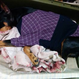 Aliceさんの作品