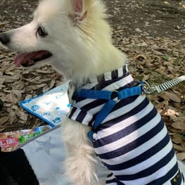 WKSchatzさんの作品