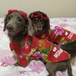 usakorinさんの作品