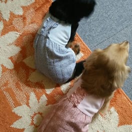 キャミソール Millacra 愛犬のための犬服 ペット服の型紙通販 作り方 教室 Milla Milla