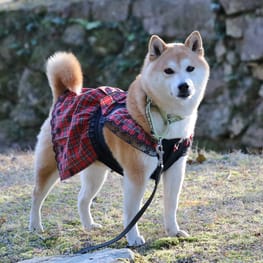 柴犬マイアさんの作品