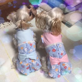 か〜ちゃさんの作品