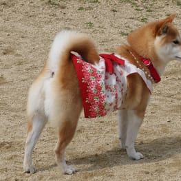 柴犬マイアさんの作品