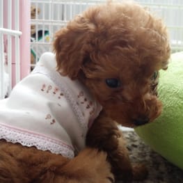 luce*さんの作品