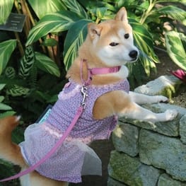 柴犬マイアさんの作品