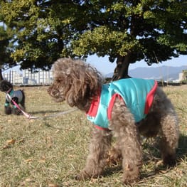 ハッピーパパさんの作品