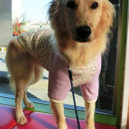 SANちゃんさんの作品