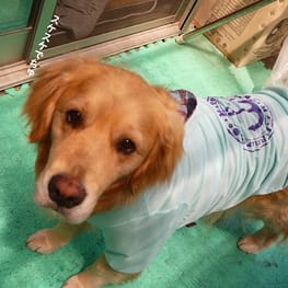 メグやんさんの作品