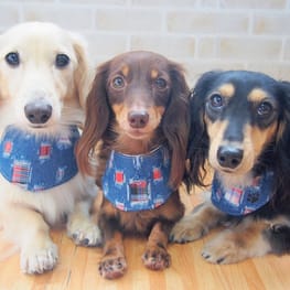 mamehanasoraさんの作品