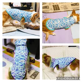 みつ  ꒡̈⃝Lily꒡̈⃝犬服ハンドメイド 犬服 ラグラン(M) ꒡̈⃝Lily꒡̈⃝ハンドメイド - メルカリ