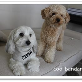 TIROLKKUSUさんの作品