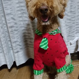 びすさんの作品