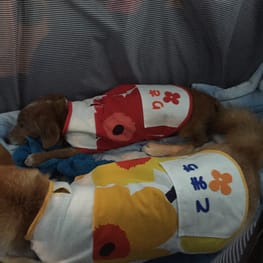 リサコマさんの作品