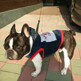 おにぎりさんの作品