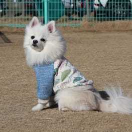 ルーシーさんの作品