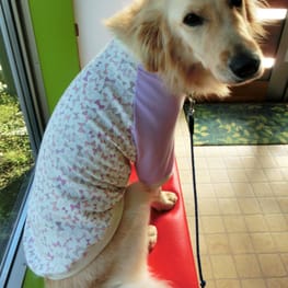 SANちゃんさんの作品