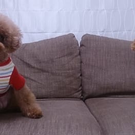 kaorunさんの作品