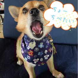 sHinoさんの作品