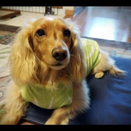 シロさんの作品