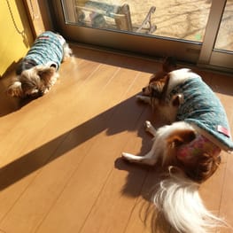 ビビティーさんの作品