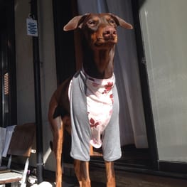 Aliceさんの作品