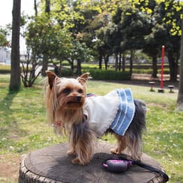 やすべえさんの作品