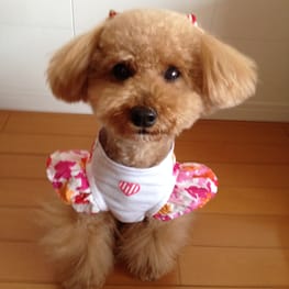 らくすさんの作品