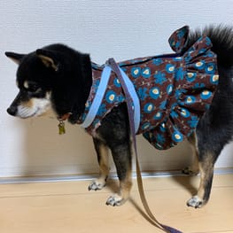 紫③ ハンドメイド 犬服 試作品 | mcshoescolombia.com.co
