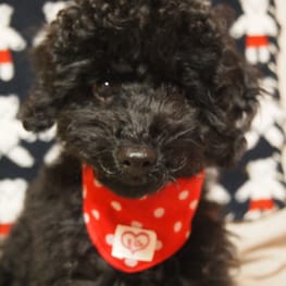 ちえぞうさんの作品