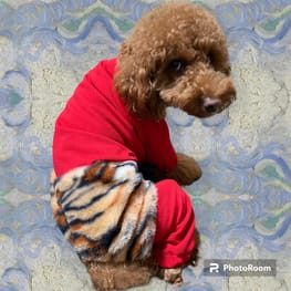 ハンドメイド　あったかくまさんバルーンタンク　犬服 ハンドメイドあったかくまさんバルーンタンク犬服