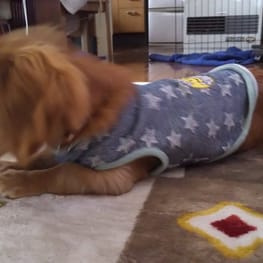 らっぷちゃんさんの作品