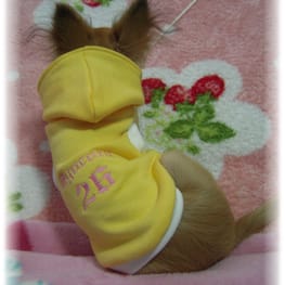 Syocora★mamaさんの作品