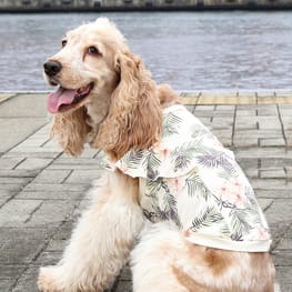 きまぐれなぬいぬい屋さんさんの作品