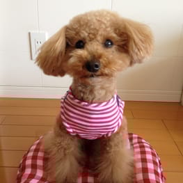 らくすさんの作品