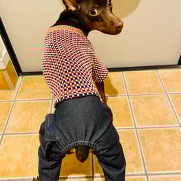 ノラあざらしさんの作品