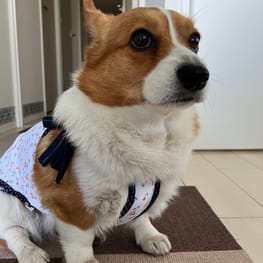 ゆめ元さんの作品