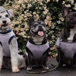 ちびっこさんの作品